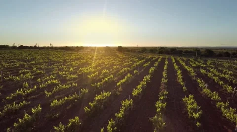 Aerial vineyard meadow Stock Footage 51112927