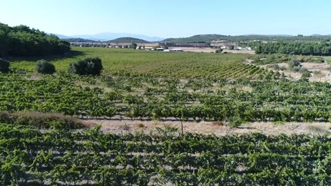 Aerial Vineyard Rows Stock Footage 336010551