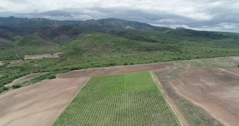 Aerial vineyard in spring. Flying above grid structure of grape plants 스톡 동영상 103400904