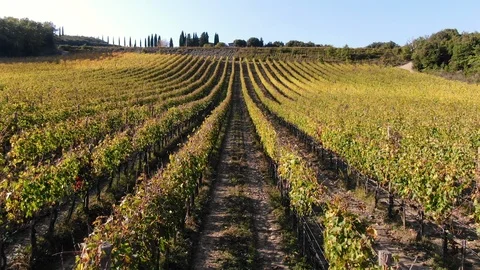 Aerial Of Vineyard in Tuscany, Italy. Rows of vines for wine production Stock Footage