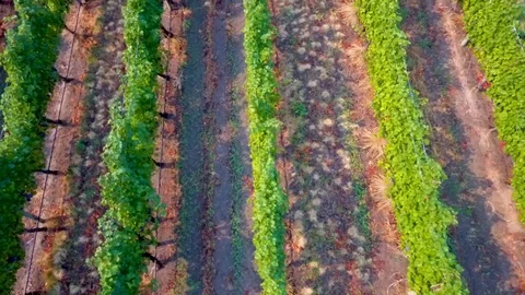 Aerial of vineyard vines rows Vídeo Stock 90680167