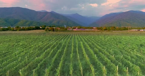 Aerial Vineyards drone shot while sunset Stock Footage 158590120