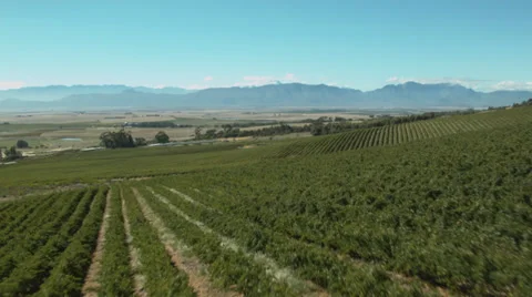 Aerial of vineyards Stock Footage 36832050