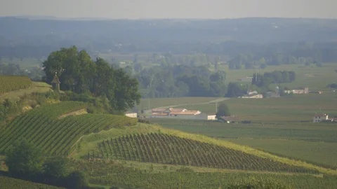 Aerial of vineyards on a hilly landscape Stock Footage 83863853