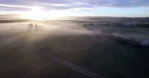 Aerial vineyards shot over laguna sunrise Stock Footage