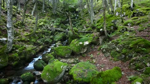 Aerial Waterfall Stream in a beech Forest Fall. Risky and close to water Drone. Stock Footage 140812323