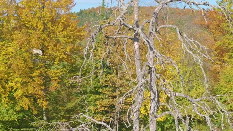 AERIAL: Weathered fruit tree against a backdrop of golden autumn forest foliage Stock Footage 345617017
