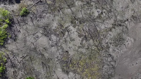 Aerial Wetland Mudflat with Fallen Trees and Stumps Видео 332186876
