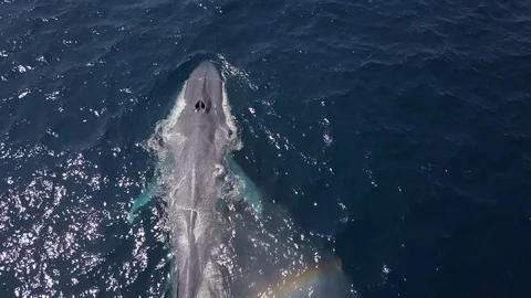 Aerial of Whale Diving into the Deep Ocean - San Diego, California Stock Footage 109186625