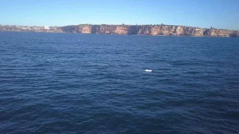 Aerial of whales breaching with cliffs in the background Stock Footage 91812784