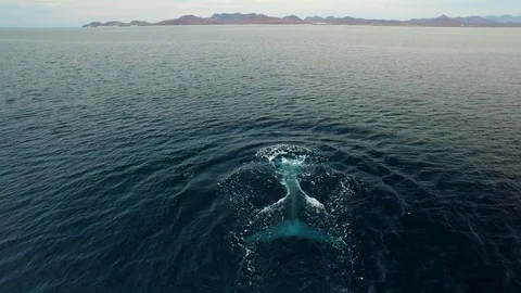 Aerial of whale's tale diving into deep dark blue ocean, Alaska Vidéo 123719620