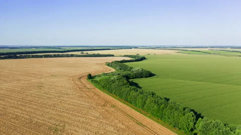 Aerial of wheat and corn fields under blue sky Stock Footage 171931959