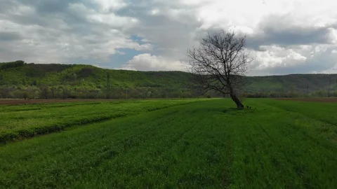 Aerial of wheat field and tree Stock Footage 107512761