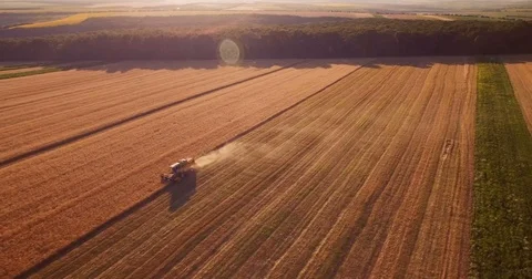 Aerial wheat field Video stock 77447338