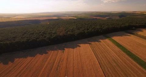 Aerial wheat field Video stock 77516515