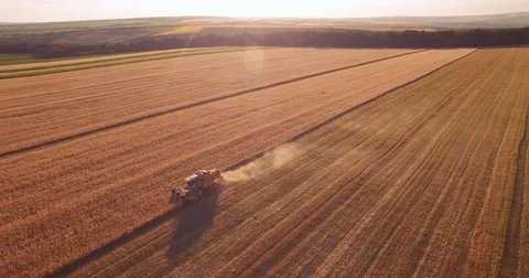 Aerial wheat field Video stock 77518289