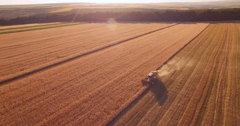 Aerial wheat field Video stock 77532750
