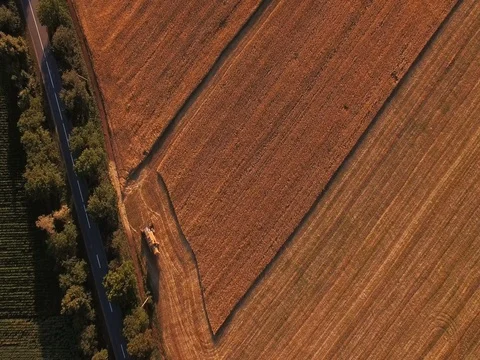 Aerial wheat field Stock Footage 77535234