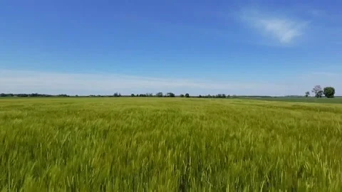 Aerial wheat field Stock Footage 310061815