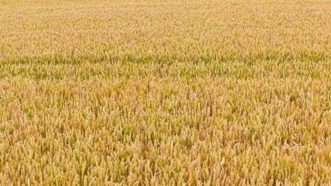 Aerial wheat field texture with dense ripe cereal crop covering farmland Stock Footage 339345101
