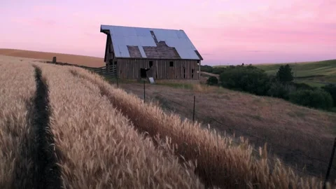 Aerial: Wheat fields and old barn at sunset, Pullman, Washington, USA Stock-Footage 159719327