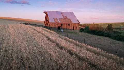 Aerial: Wheat fields and old barn at sunset, Pullman, Washington, USA Stock Footage 159731782