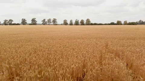 Aerial wheat fields Stock Footage 92123266
