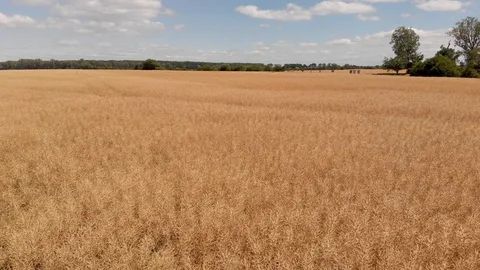 Aerial wheat fields Stock Footage 92123552