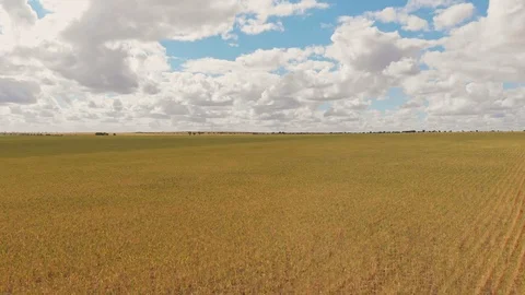 Aerial wheat fields Stock Footage 118040162