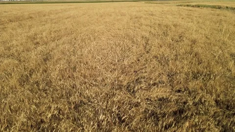 Aerial wheat fields Video stock 240755550