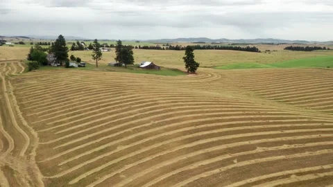 Aerial: Wheat fields that have been harvested, Rockford, Washington, USA Stock Footage 159732182
