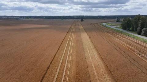 Aerial wheat fields with parallel swaths, road, and solitary tree Stock-Footage 324795730