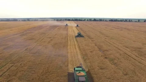 Aerial wheat harvesting Stock Footage 100533213