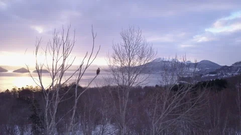Aerial of a White-tailed eagle in a tree with a sunrise over lake Stock Footage 304027381