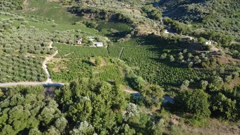 Aerial wide angle of biological olive groves and vineyards on a green hill Stock Footage 343962921
