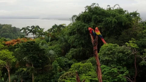 Aerial wide angle close up of endangered Scarlet Macaw Parrots in Costa Stock Footage 114595539