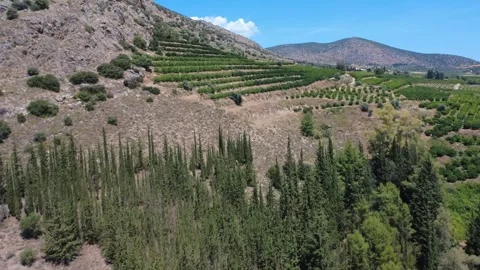 Aerial wide angle landscape with cypress trees and orange farm slope Stock Footage 343945141