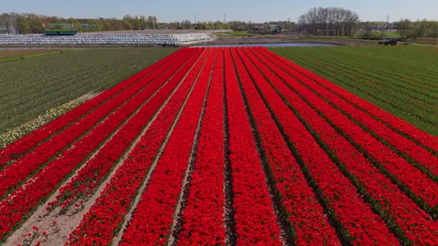 Aerial wide angle panoramic view looking down long straight rows of blooming Stock Footage 339300377