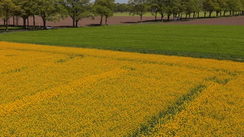 Aerial wide angle panoramic view over a vibrant yellow rapeseed canola oils Stock Footage 339300396