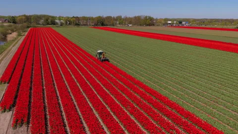 Aerial wide angle panoramic view of a green farm tractor driving through Stock Footage 339300444
