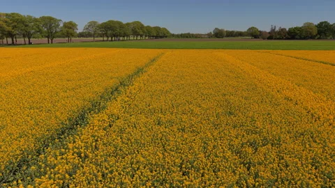 Aerial wide angle panoramic view over a vibrant yellow blooming rapeseed Stock Footage 339315611