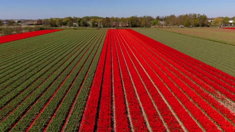 Aerial wide angle panoramic view of endless straight rows of vibrant red Stock Footage 339979223