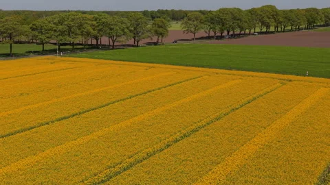 Aerial wide angle panoramic view of an expansive blooming yellow rapeseed Stock Footage 339980356
