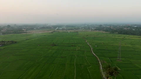 Aerial wide angle rice fields and powerlines horizon flat landscape Bali Stock Footage 346769732