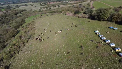 Aerial wide angle rotation of sheep flock and beehives on rural slope Stock Footage 337459187