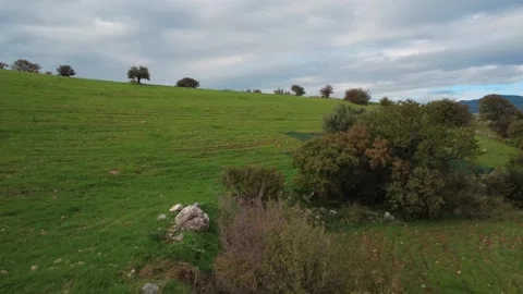 Aerial wide angle shot of olive grove harvest nets on sloped field Stock Footage 337460516