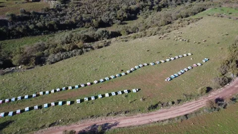 Aerial wide angle view of dirt road lined with beehives in countryside Stock Footage 337459757