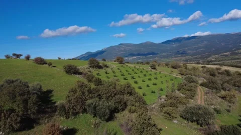 Aerial wide angle view of olive hills with fields forest and rural road Stock Footage 337459220