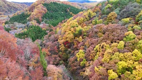 Aerial Wide Shot of Deep Valley with Colorful Autumn Forest│Japan Stock Footage 329054374