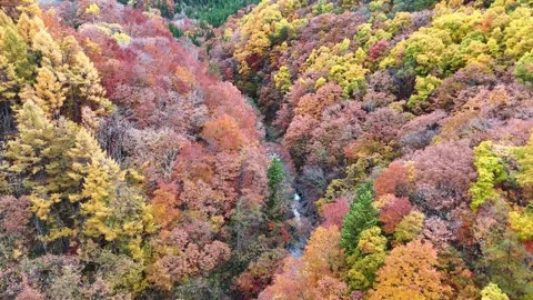 Aerial Wide Shot of Deep Valley with Colorful Autumn Forest│Japan Stock Footage 329054407